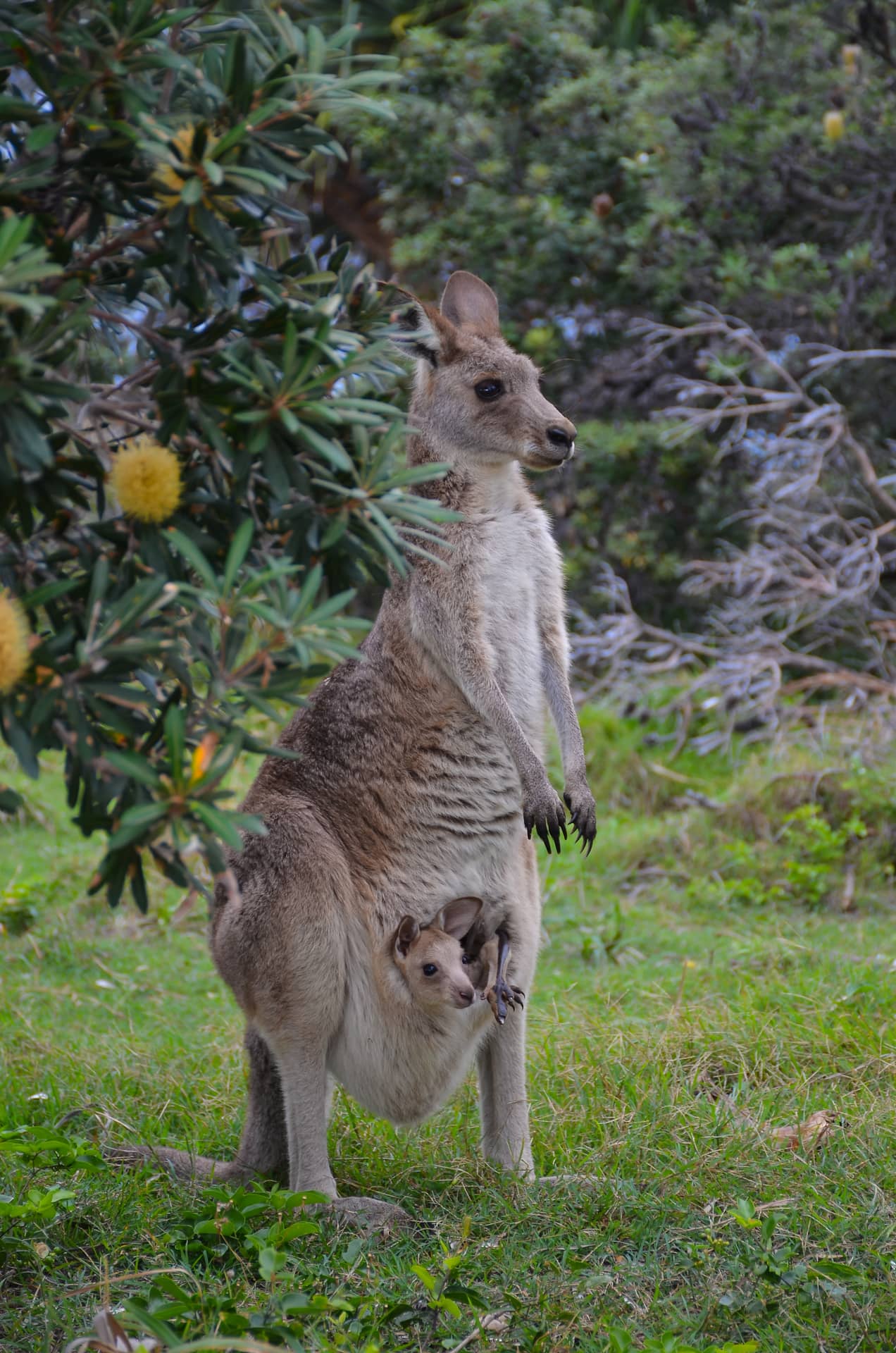 North Stradbroke Island, Australien – Australien, Australien und Ozeanien. Foto: Christian Böhme