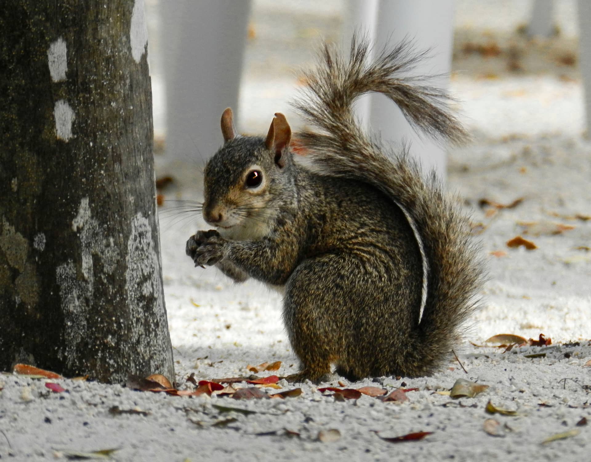 Florida, Vereinigte Staaten (USA) – Vereinigte Staaten (USA), Nordamerika. Foto: Christian Böhme
