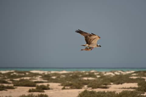 Egypt